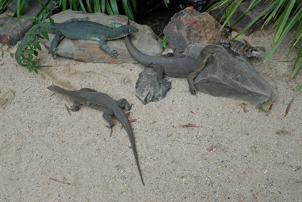 0111 Cairns Tropical Zoo.jpg